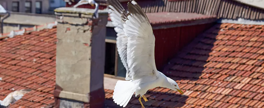 Residential Chimney Animal Removal Solution in Rancho Santa Margarita, CA